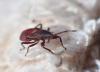 Oxycarenus lavaterae
